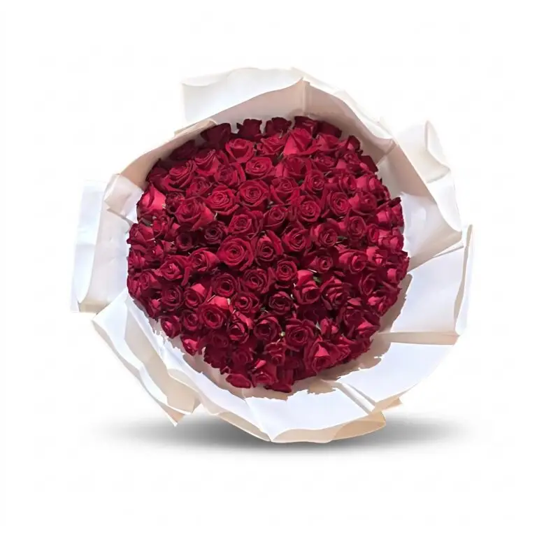 100 Red Roses על רקע לבן